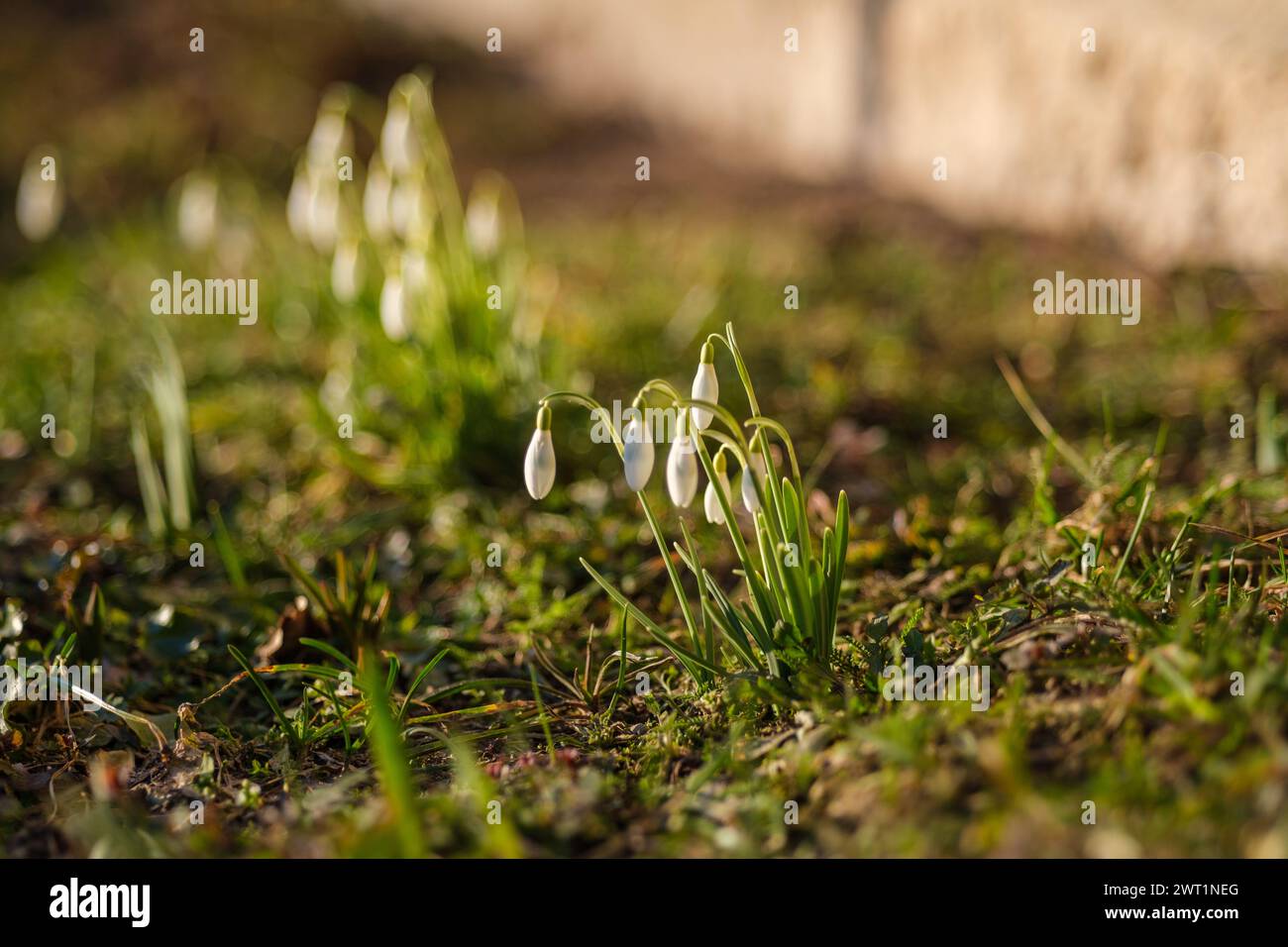 Snowdrops emerge from Latvia's frosty ground, a promise of brighter days ahead Stock Photo