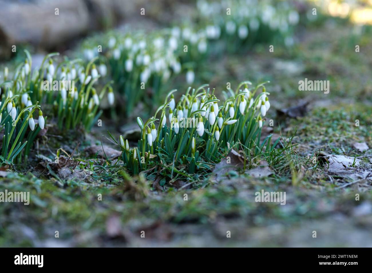 Latvia's woodlands come to life with the arrival of snowdrops, a sight of pure beauty Stock Photo