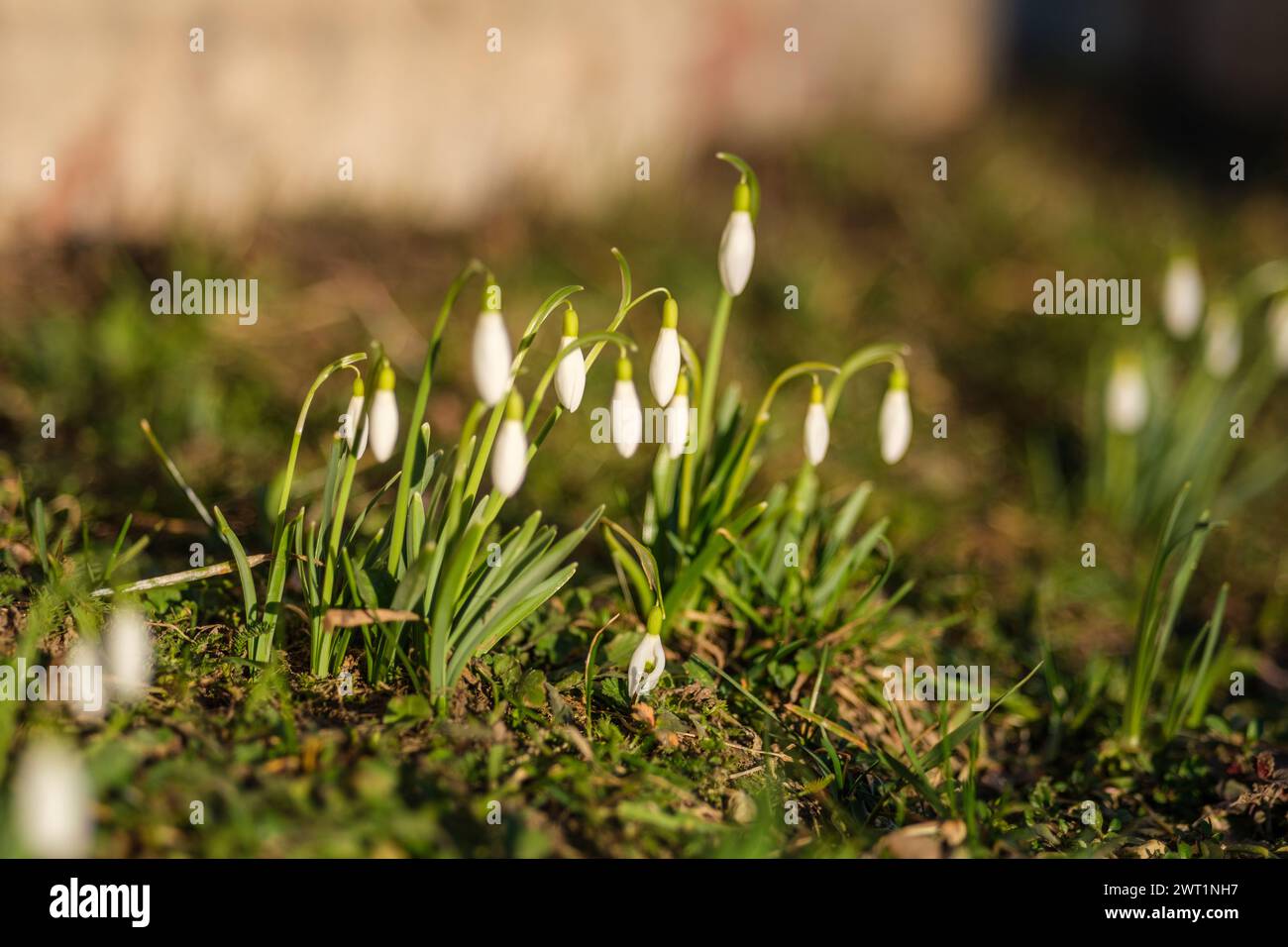 Latvia's meadows burst with the delicate beauty of snowdrops, a sight to behold in spring Stock Photo