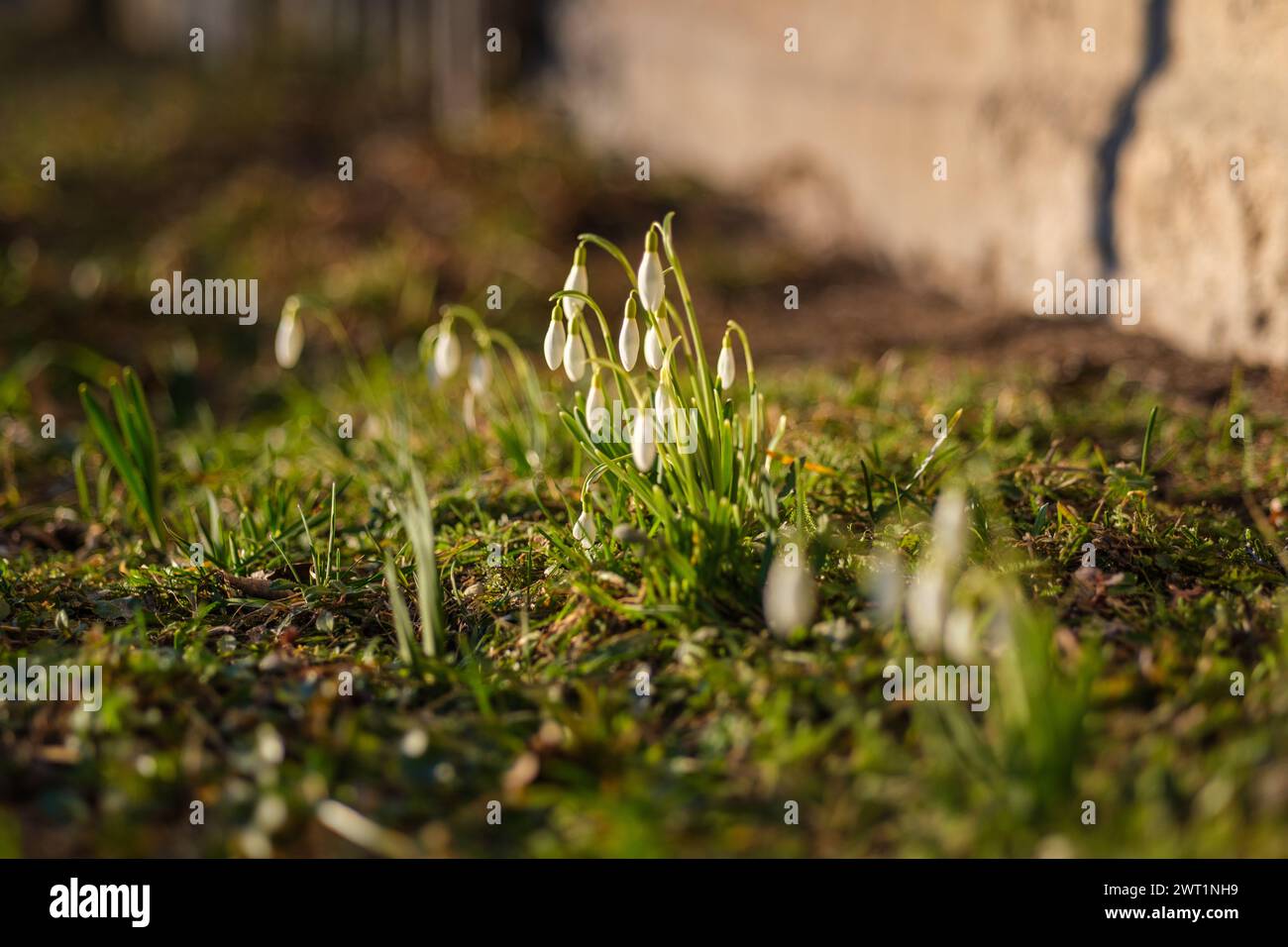 As snowdrops sway in Latvia's fields, they sing a sweet serenade of spring's arrival. Stock Photo