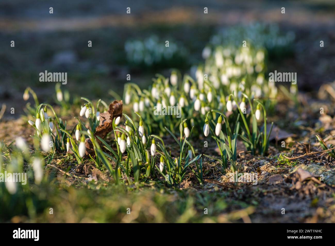 Nature's symphony begins with the delicate melody of snowdrops in Latvia's spring air Stock Photo
