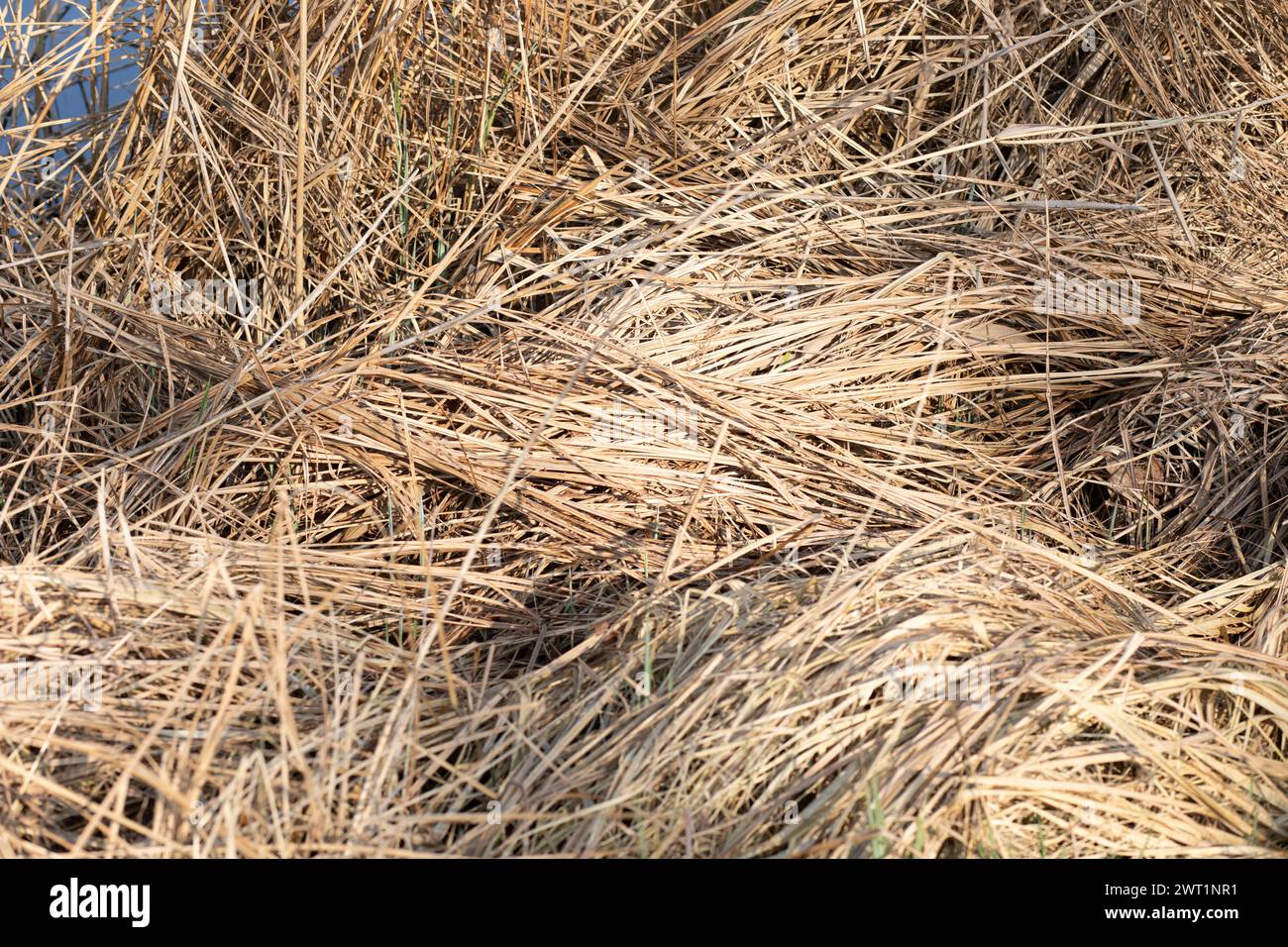 Grass meadow after winter hi-res stock photography and images - Alamy