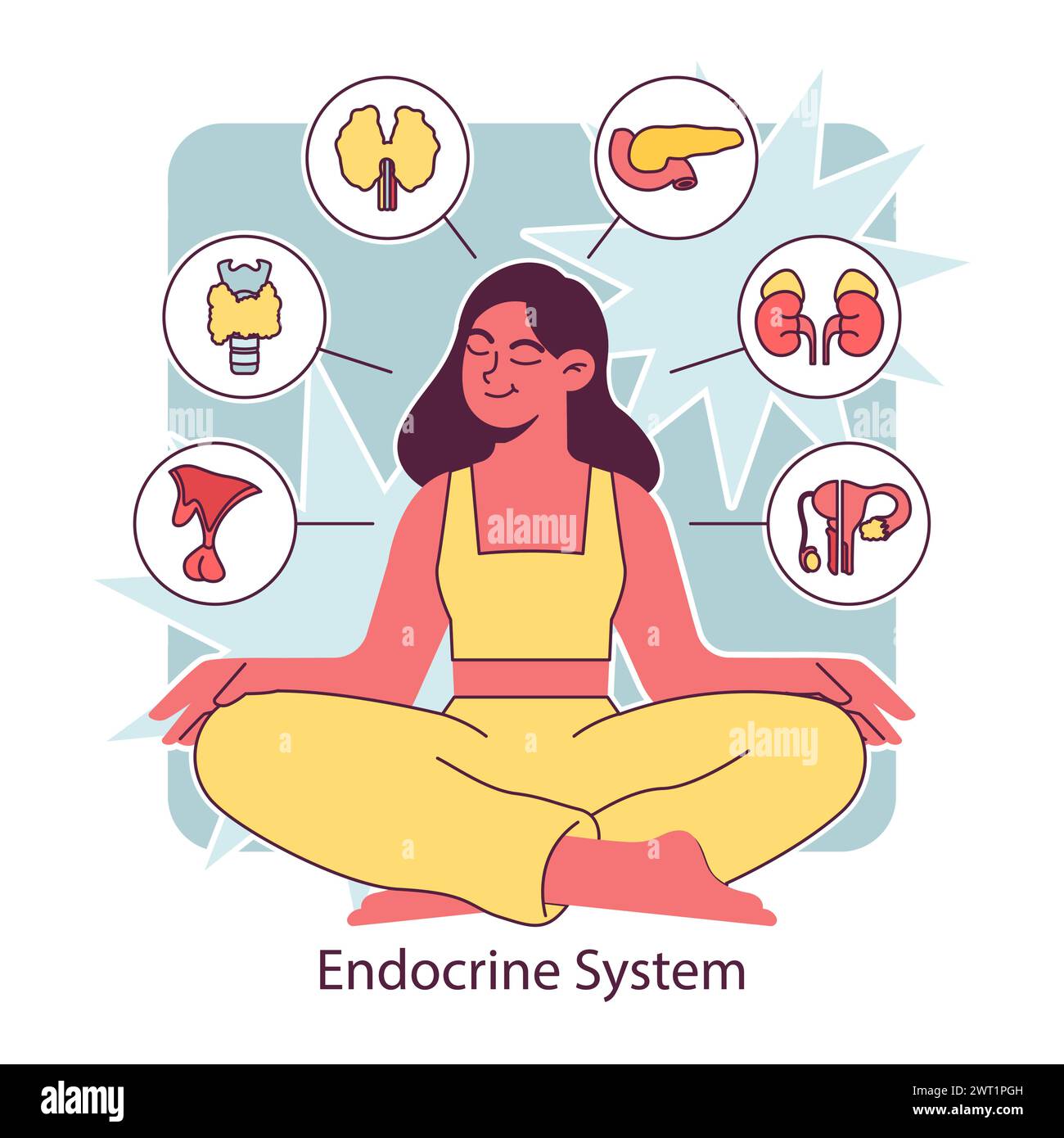 Endocrine system organ. Human gland function. Pancreas, pituitary ...