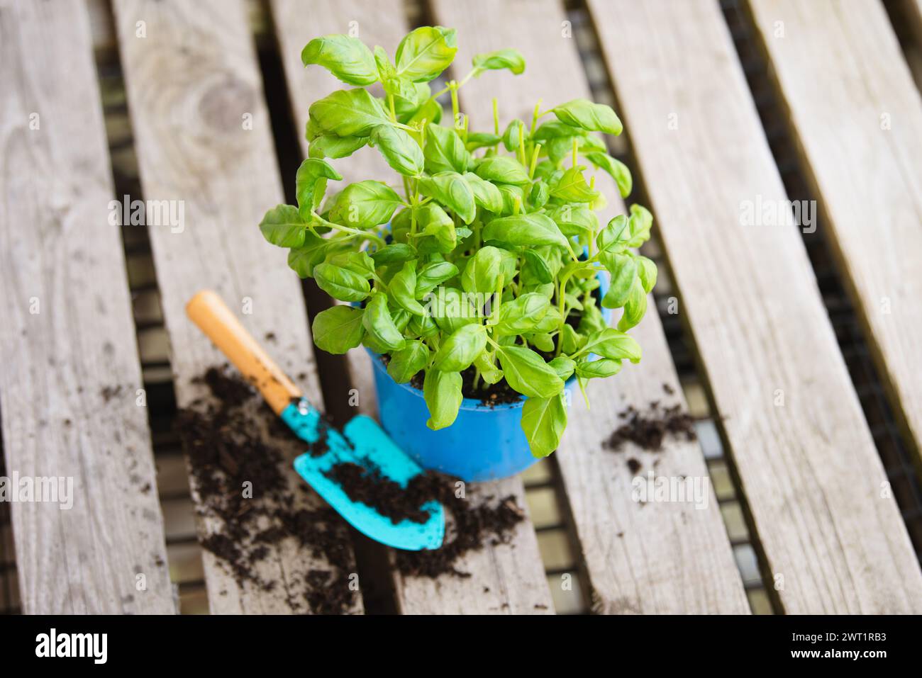 Basil herb with shovel, repot plant in spring, gardening and planting ...