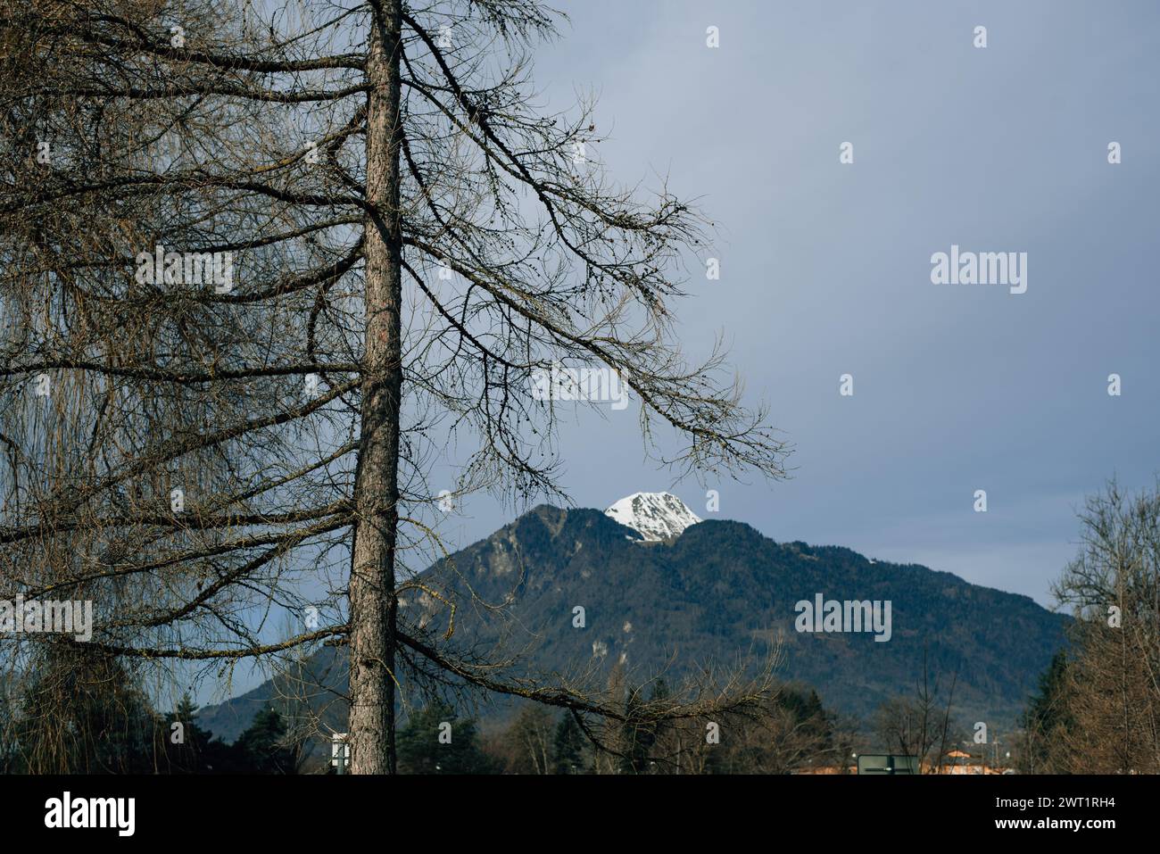 Larch in snow siberia russia hi-res stock photography and images - Alamy