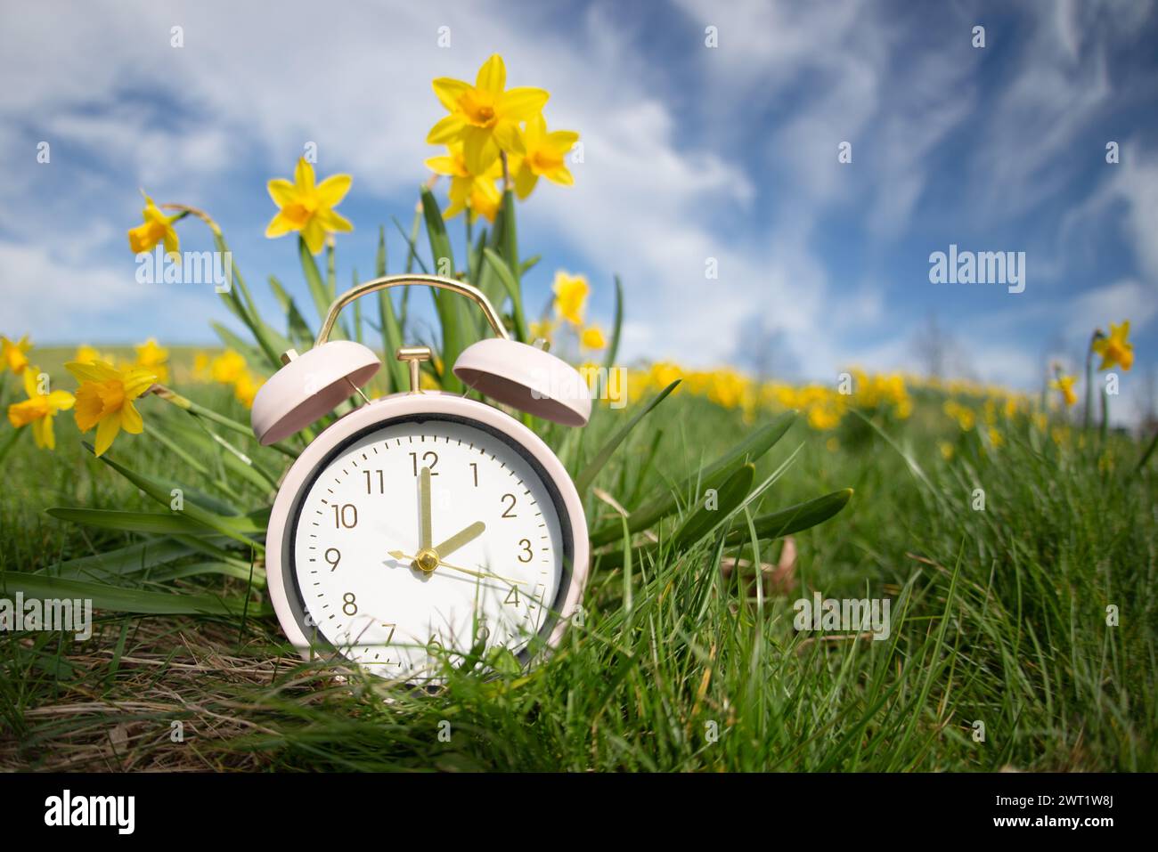 Alarm clock with daffodils flowers, switch to daylight saving time in ...
