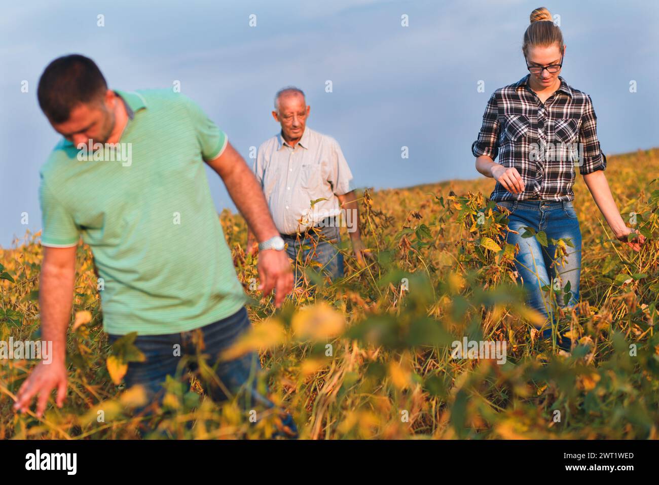 Group of farmers standing in a field examining soybean crop before ...
