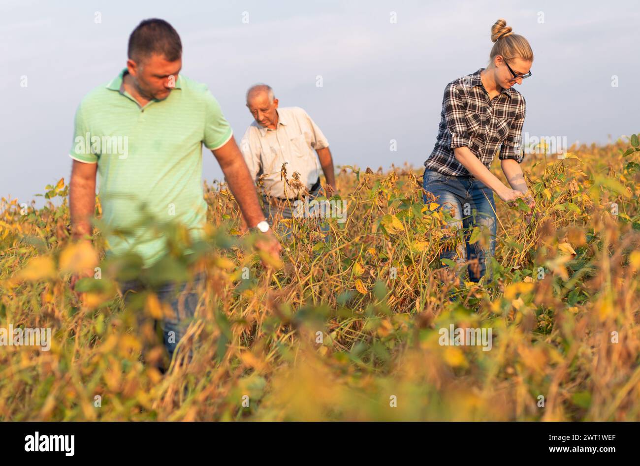 Group of farmers standing in a field examining soybean crop before ...