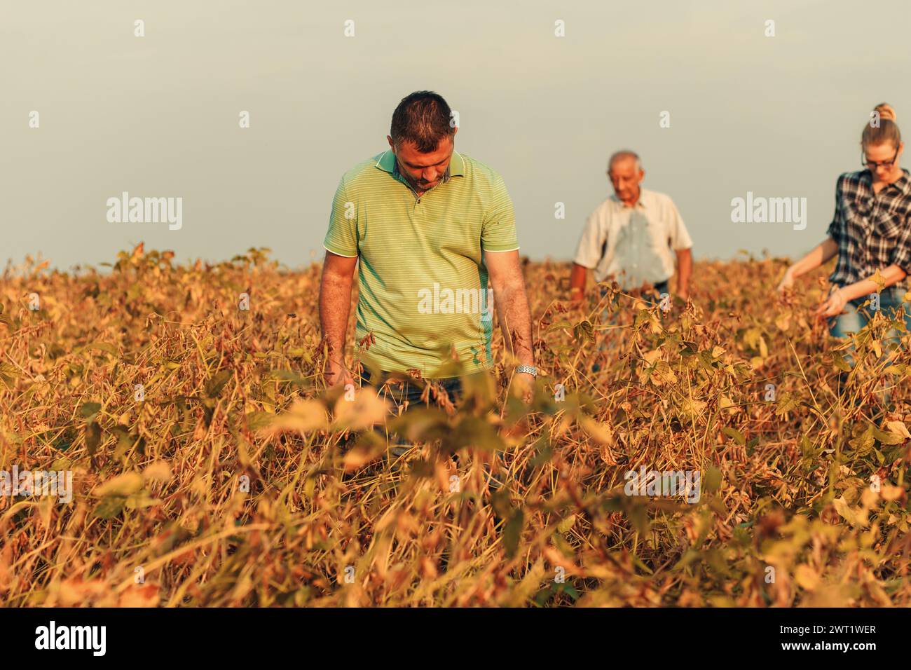 Group of farmers standing in a field examining soybean crop before ...