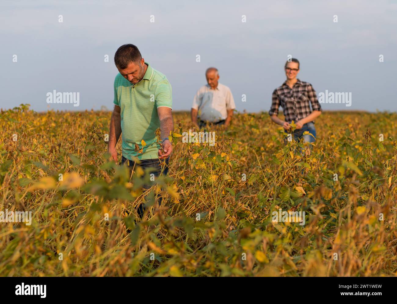 Group of farmers standing in a field examining soybean crop before ...
