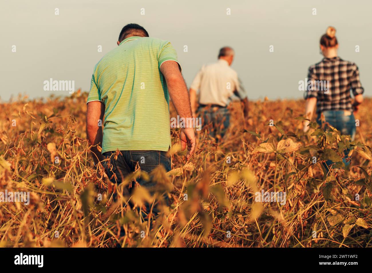 Group of farmers standing in a field examining soybean crop before ...