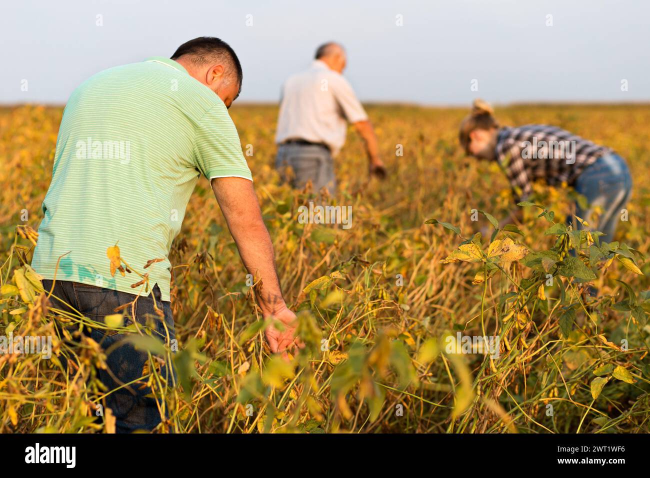 Group of farmers standing in a field examining soybean crop before ...
