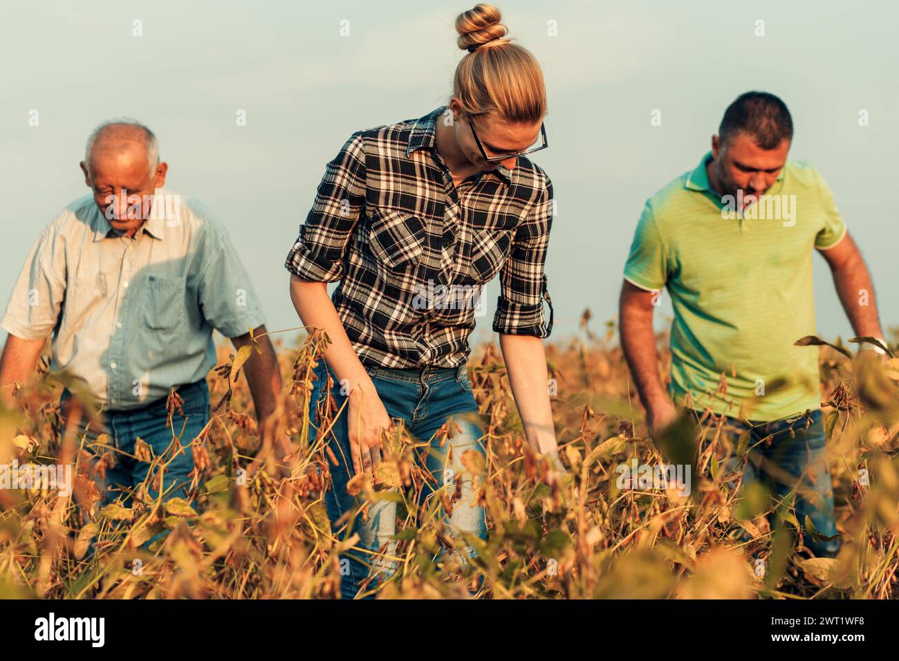 Group of farmers standing in a field examining soybean crop before ...