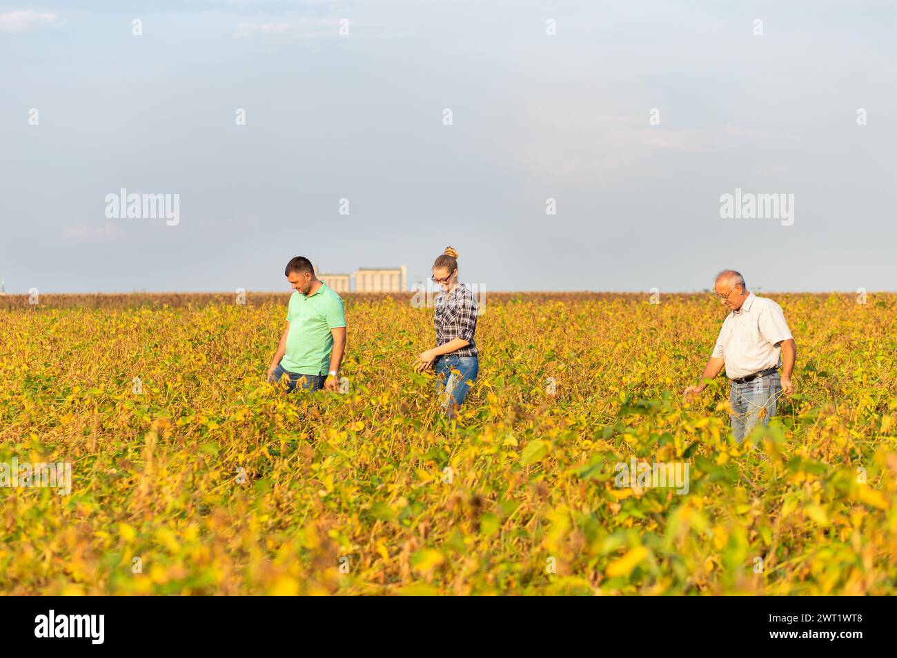 Group of farmers standing in a field examining soybean crop before ...