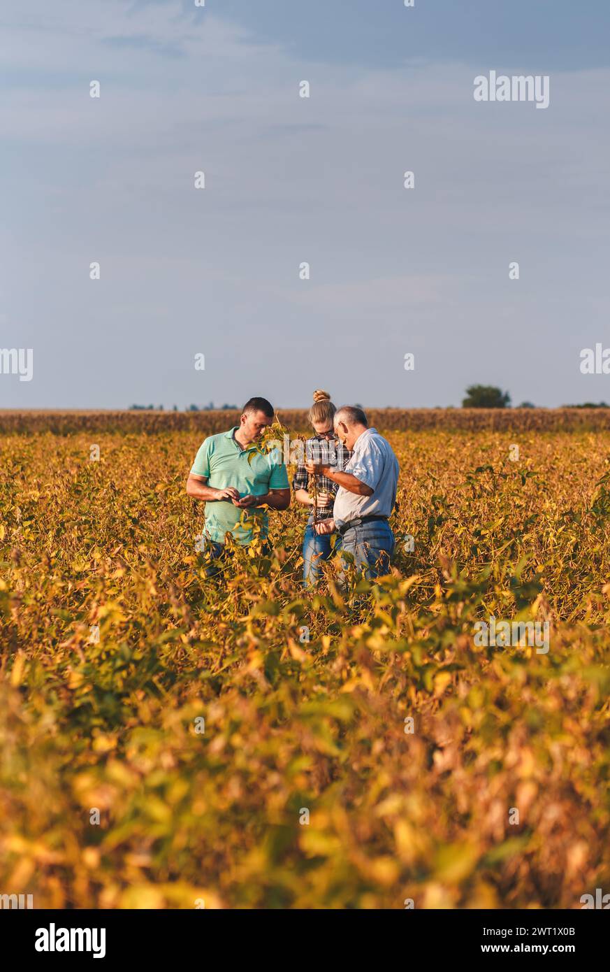 Group of farmers standing in a field examining soybean crop before ...