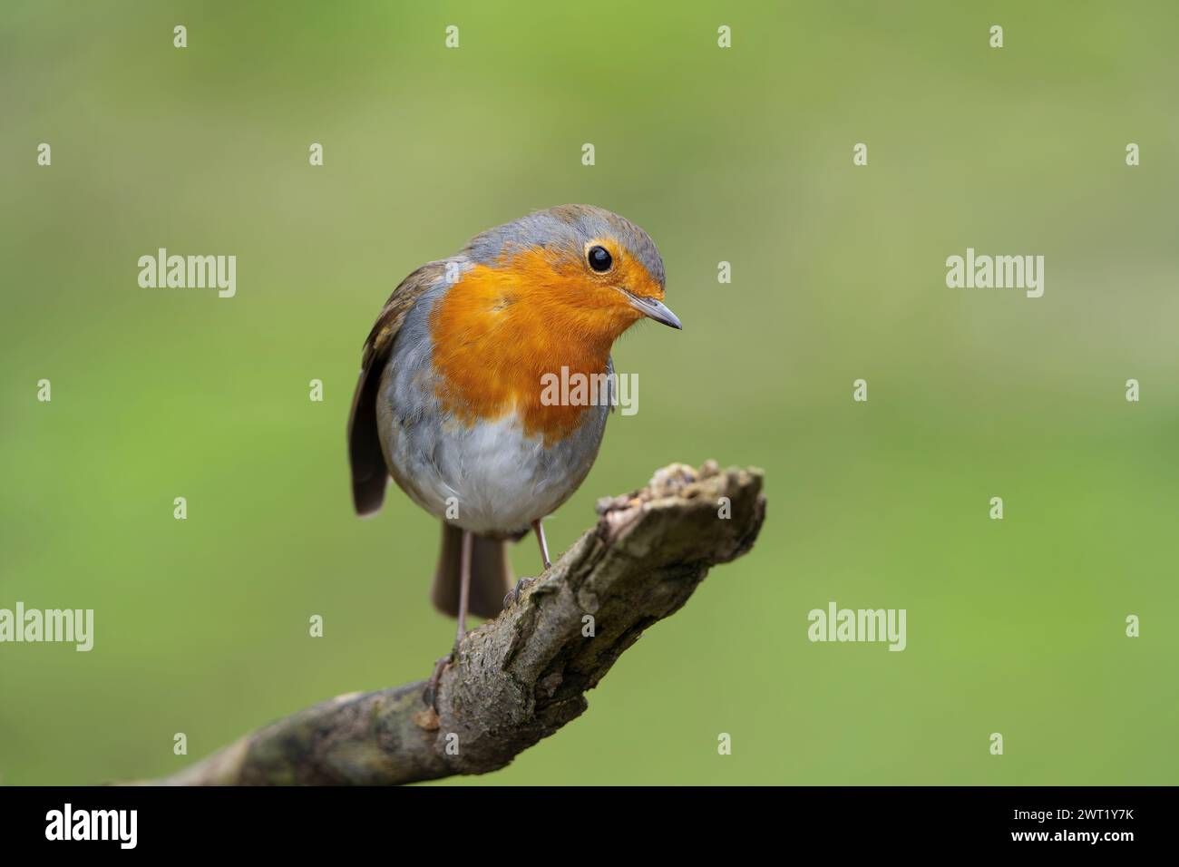 Front close up of a cheeky robin bird (Erithacus rubecula) with head tilted to the side perching isolated on a branch. Soft bokeh background. Stock Photo