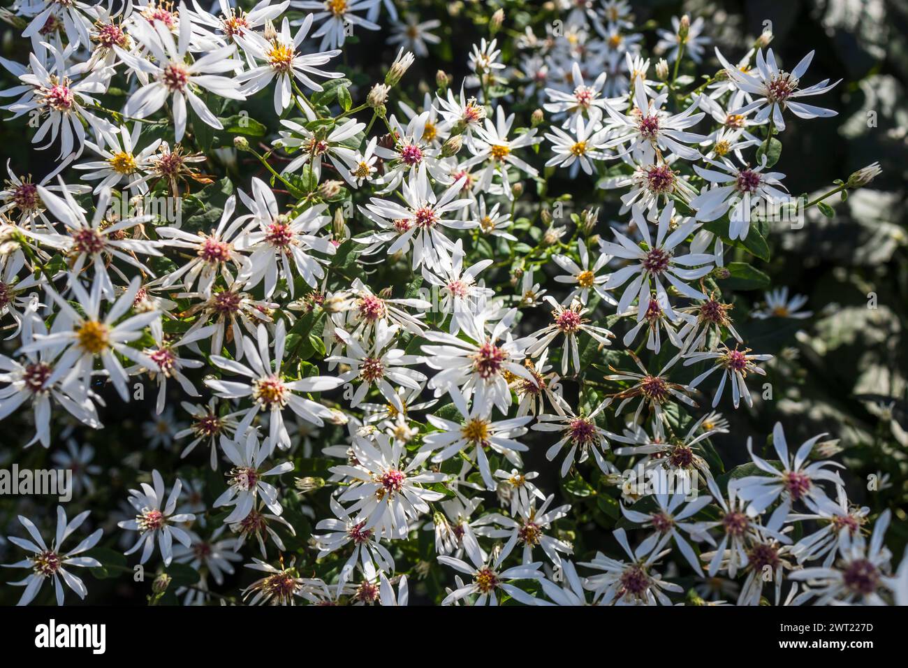 Eurybia divaricata, the white wood aster, is an herbaceous plant native to eastern North America. Stock Photo