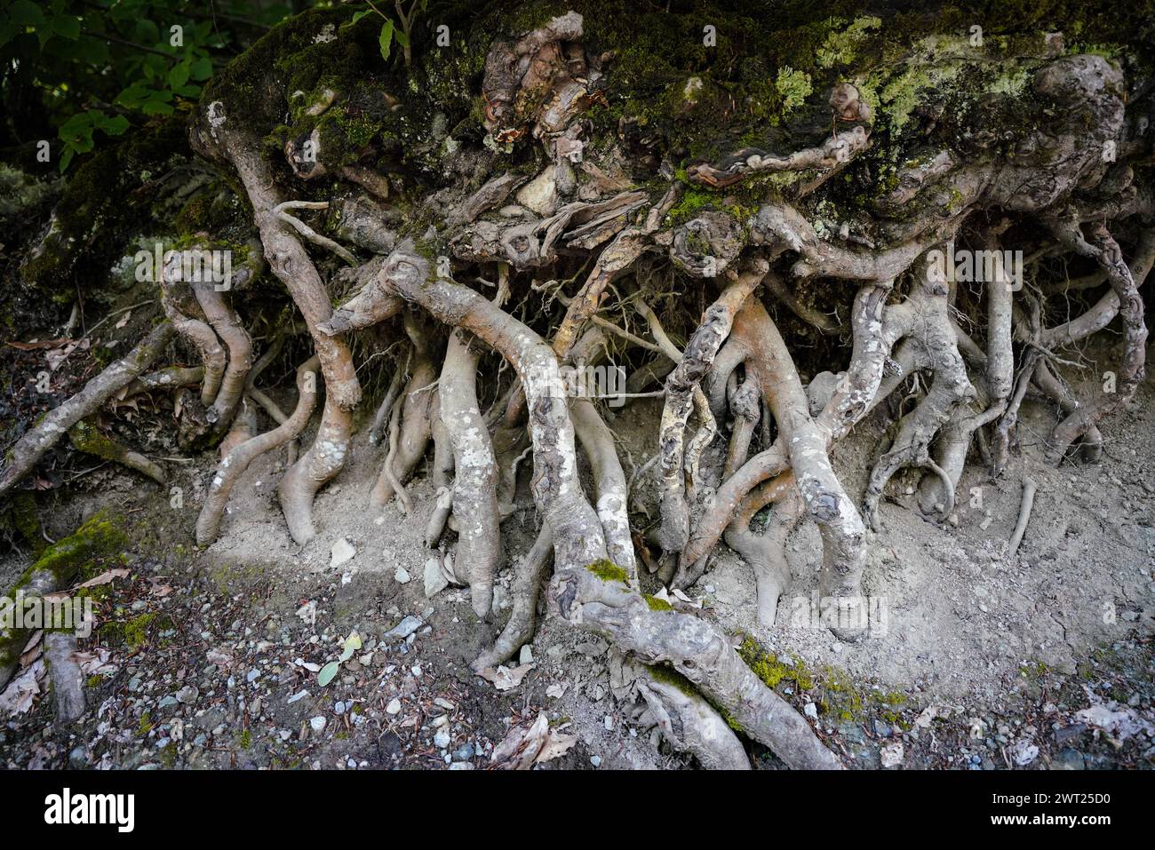 Big Tree Roots in a Forest Stock Photo - Alamy