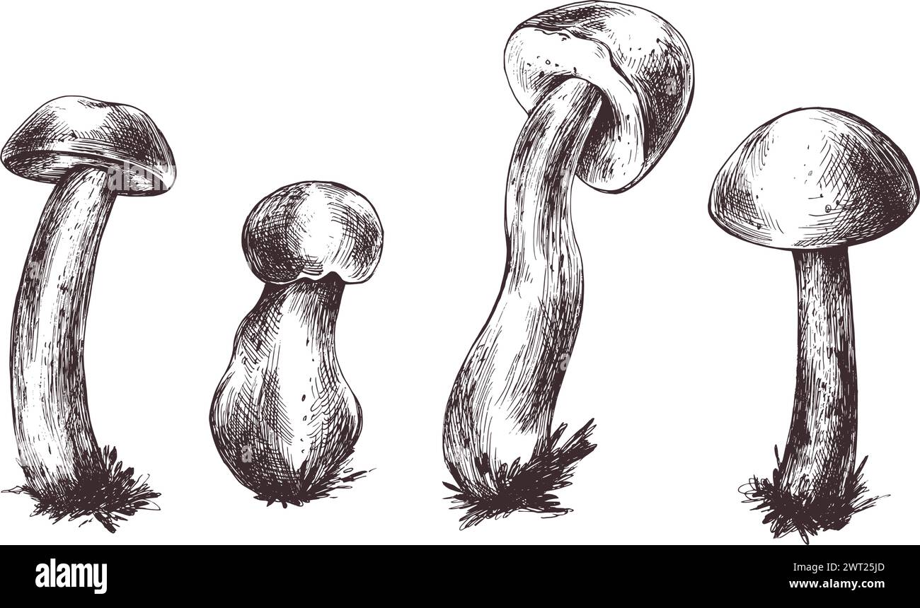 Forest edible mushrooms boletus with an orange cap and moss on a stem. Graphic botanical illustration hand drawn in brown ink. For recipes, packaging Stock Vector