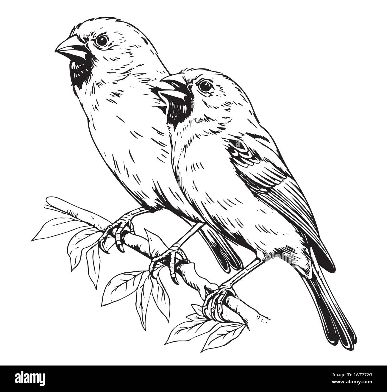 Line art of Canary bird on white background Stock Vector Image & Art