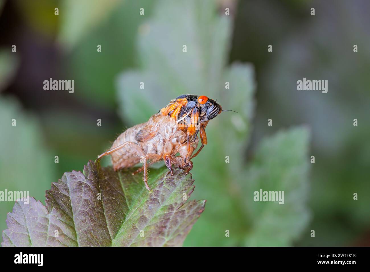 A cicada slowing emerges from its shell while hanging precarious from a leaf. Stock Photo