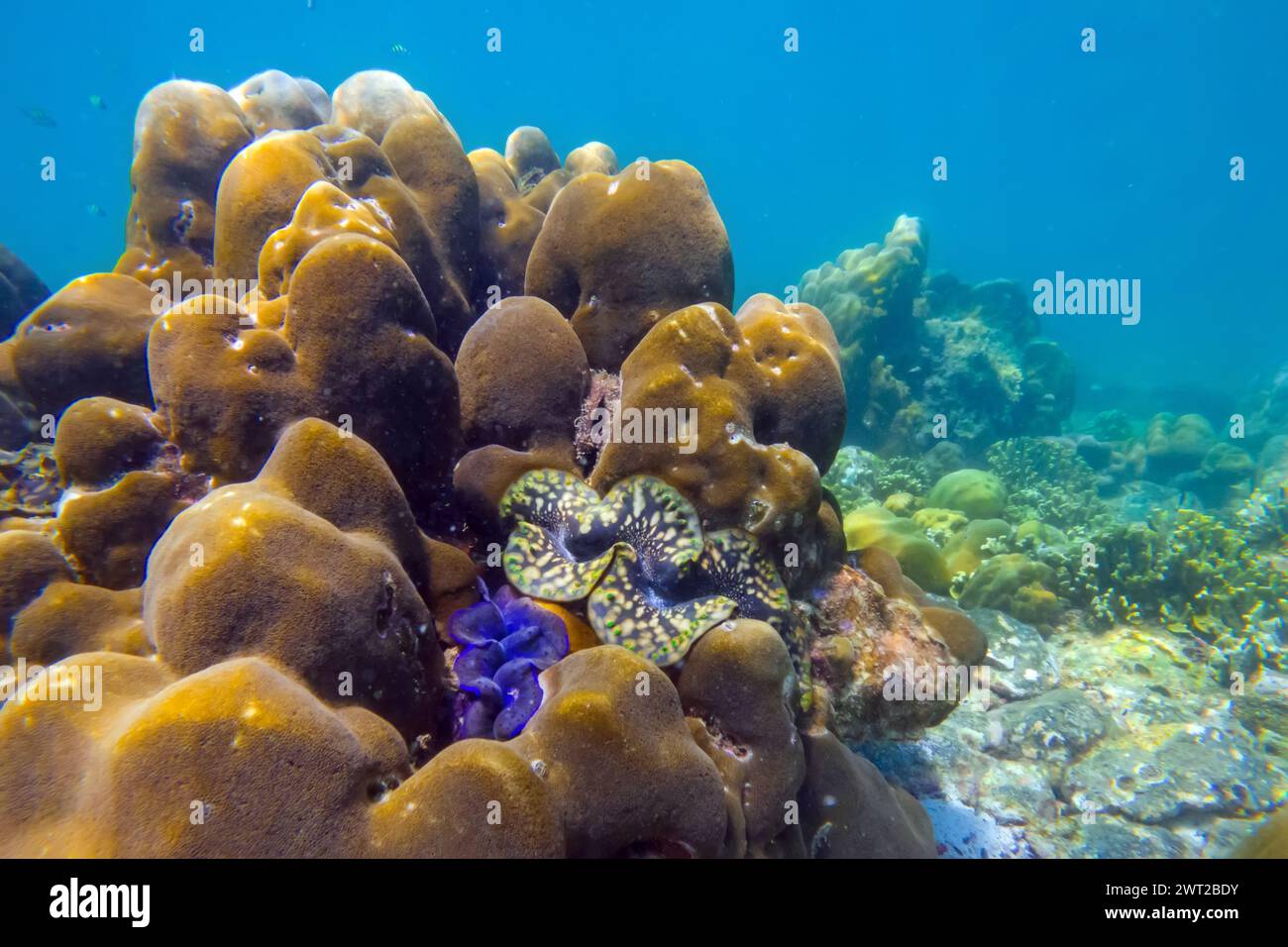 Many blue brown colorful tridacna clams with beautiful petal patterns and sea urchins on the coral reef underwater tropical exotic world Stock Photo