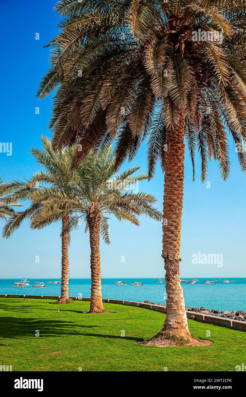 Kuwait City waterfront with palm trees Stock Photo Alamy