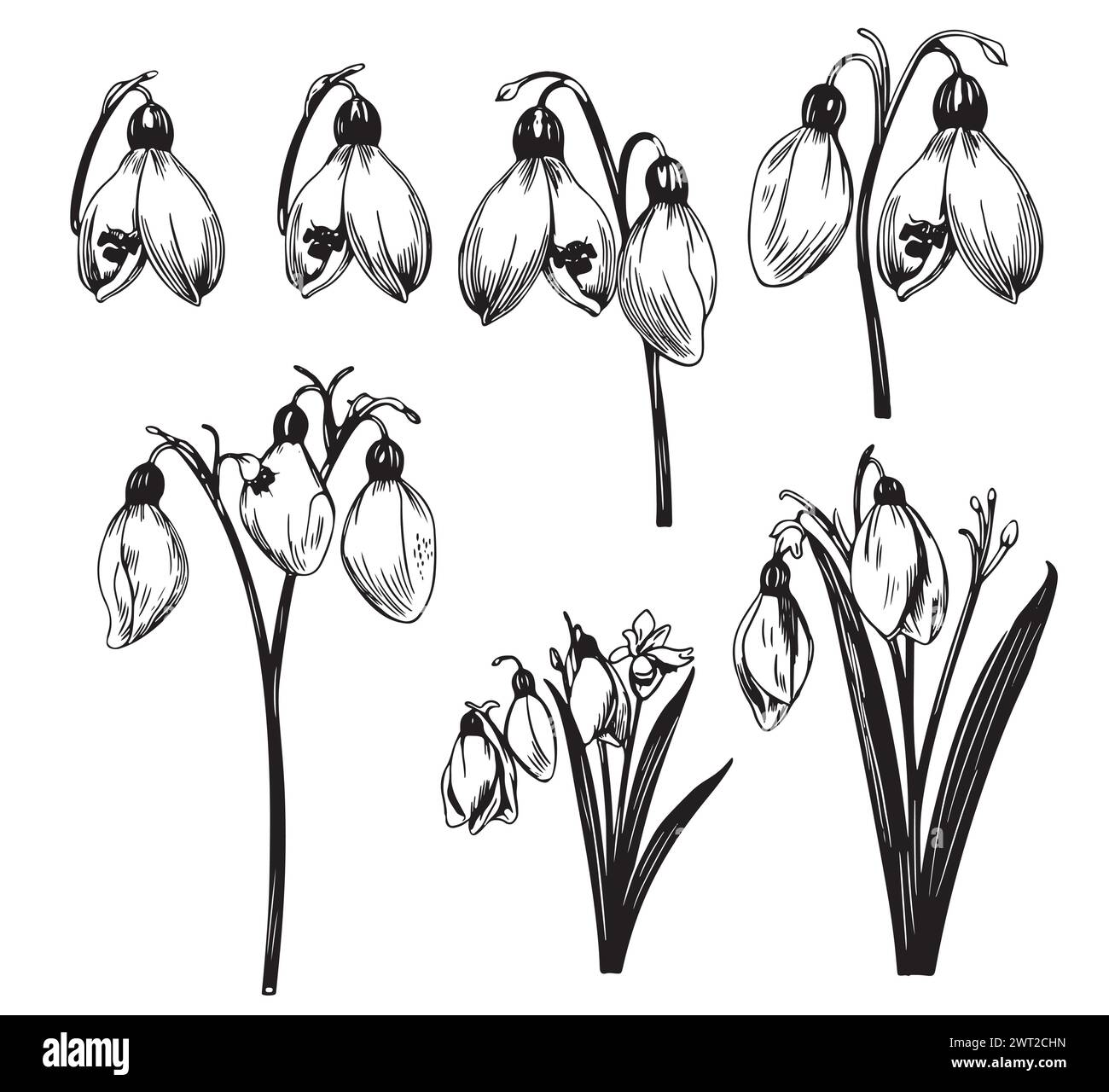 Spring time flowers collection. Clipart set of snowdrops sketches. Hand
