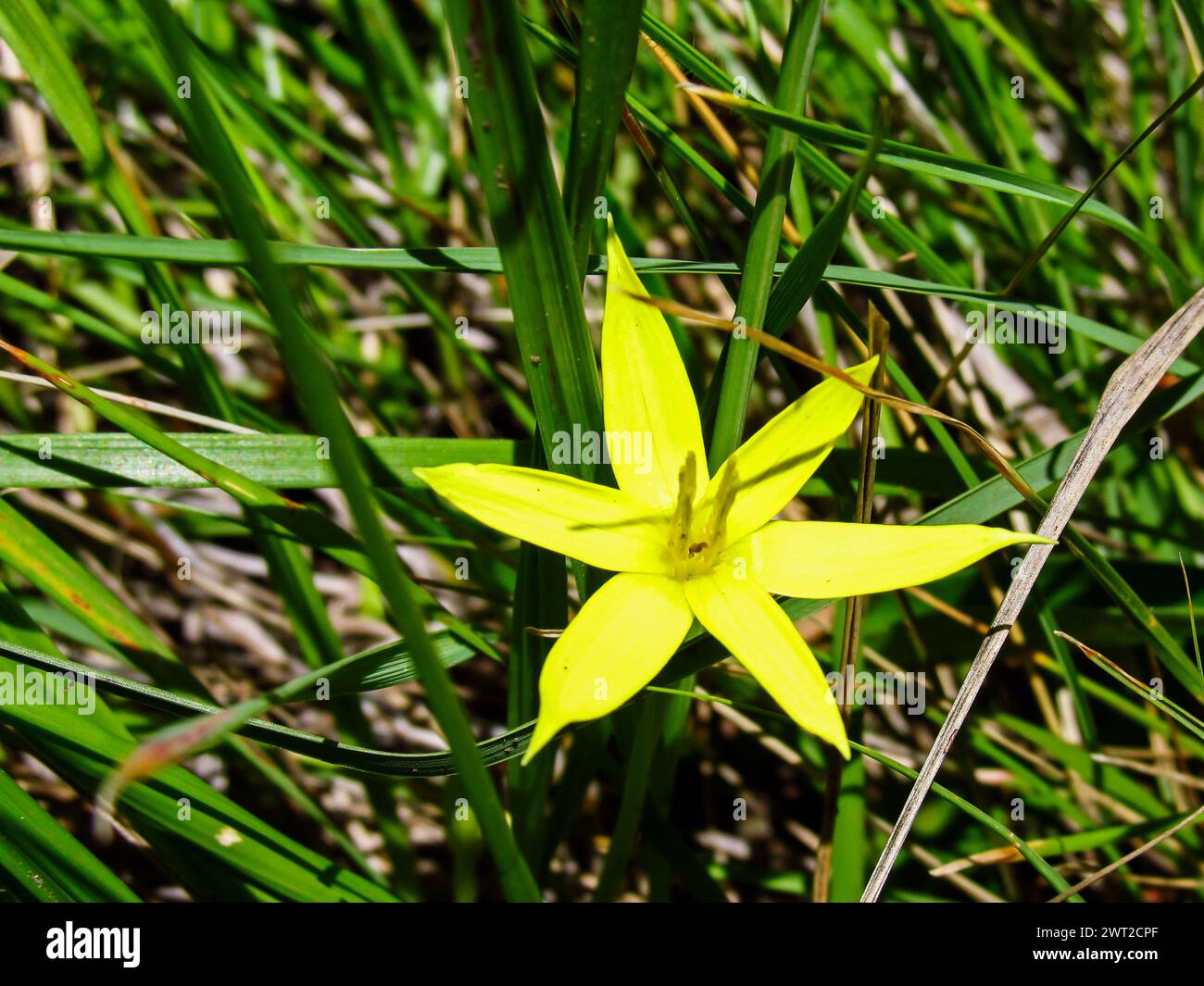Yellow Autumn Star Empodium elongatum Stock Photo