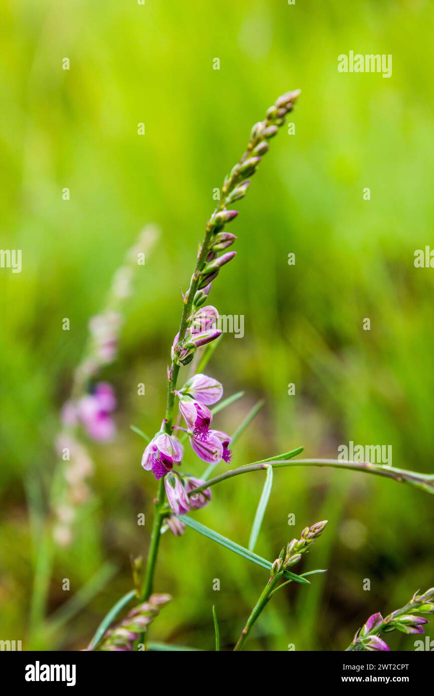 The delicate pinkish wildflowers Stock Photo