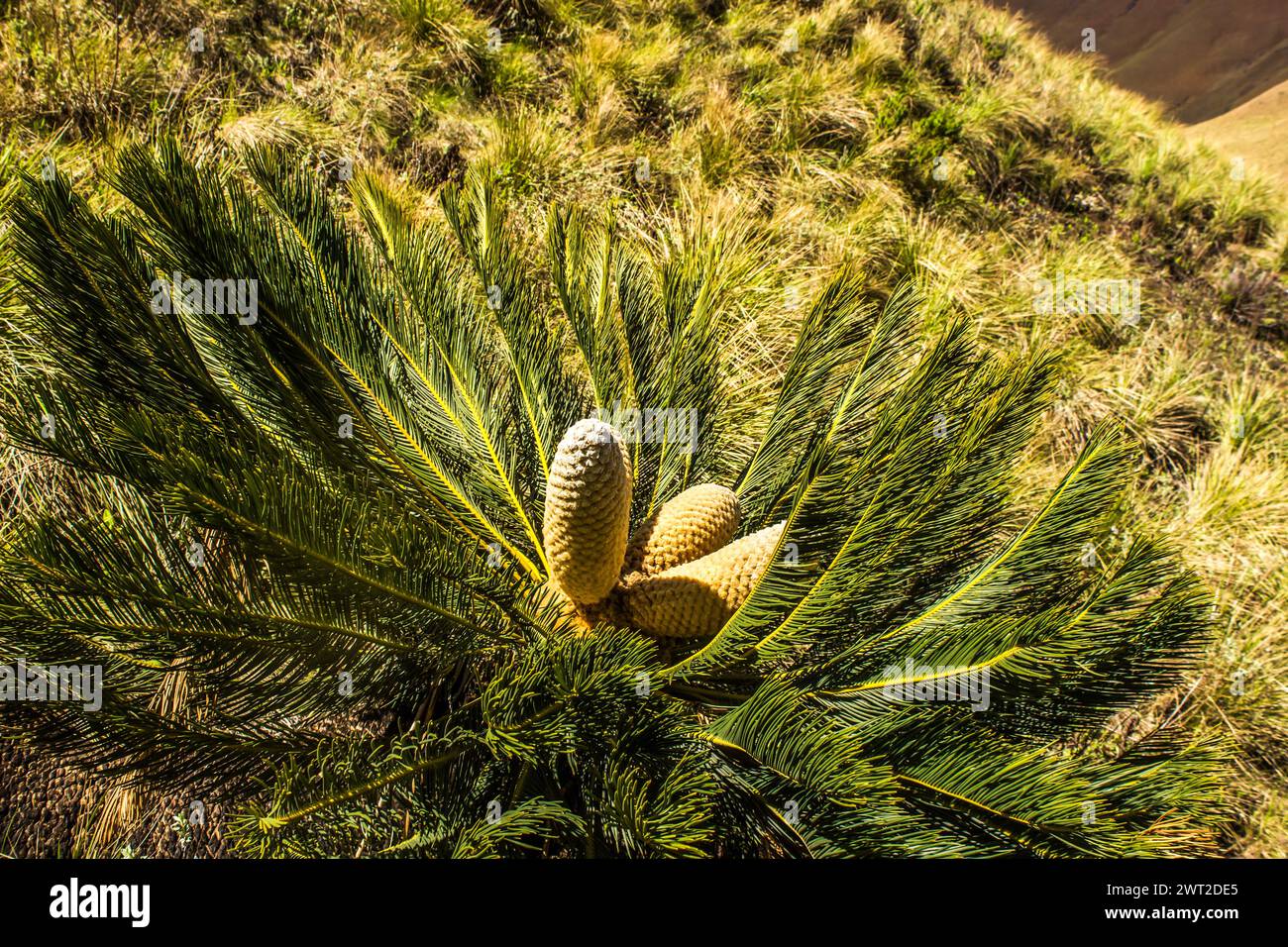 A large male Drakensberg Cycad, Encephalartos ghellinckil, with multiple cones, Stock Photo