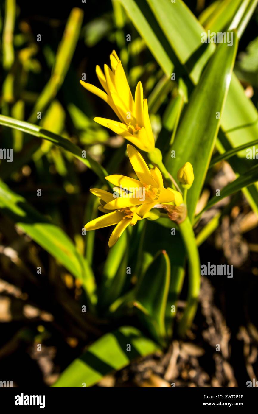 Yellow fire lily, Cyrtanthus Breviflorus, Stock Photo