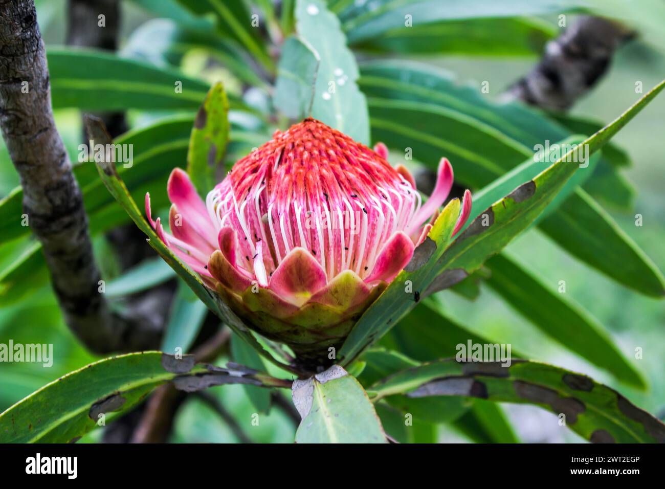 Beautiful open flower of a common sugarbush protea Stock Photo