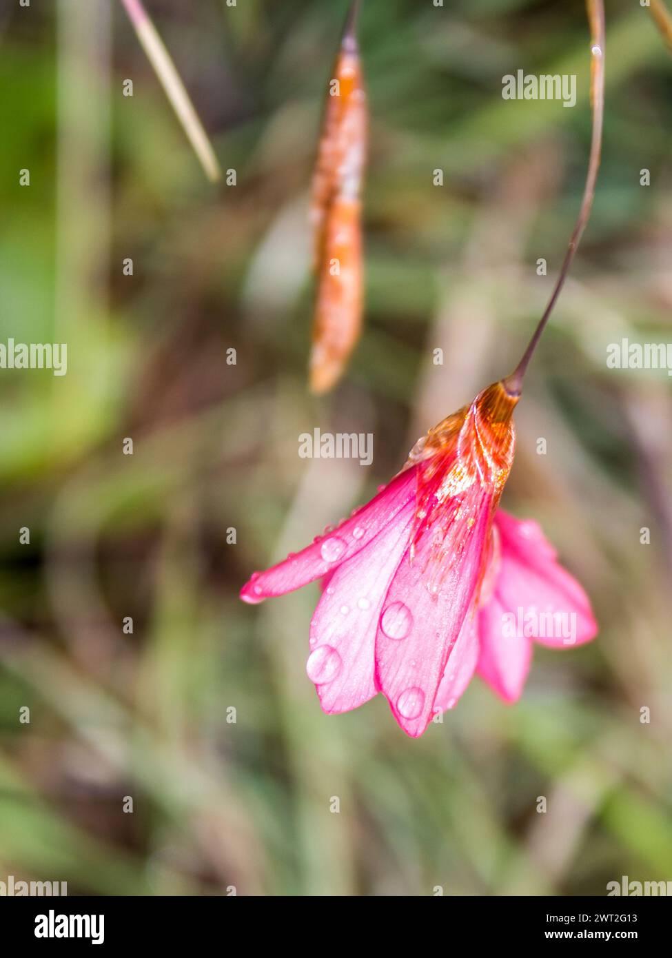 A delicate pink wildflower in the Drakensberg Mountains covered in water droplets Stock Photo