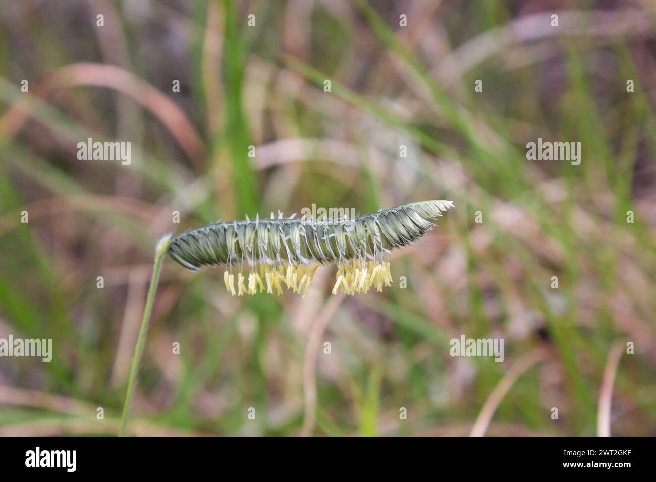 Close-up view of a Caterpillar Grass, Harpochloa falx, flower. Stock Photo