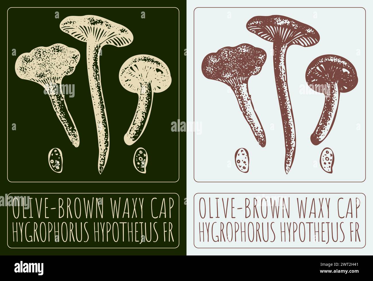 Vector drawing OLIVE-BROWN WAXY CAP. Hand drawn illustration. The Latin name is HYGROPHORUS HYPOTHEJUS FR Stock Vector