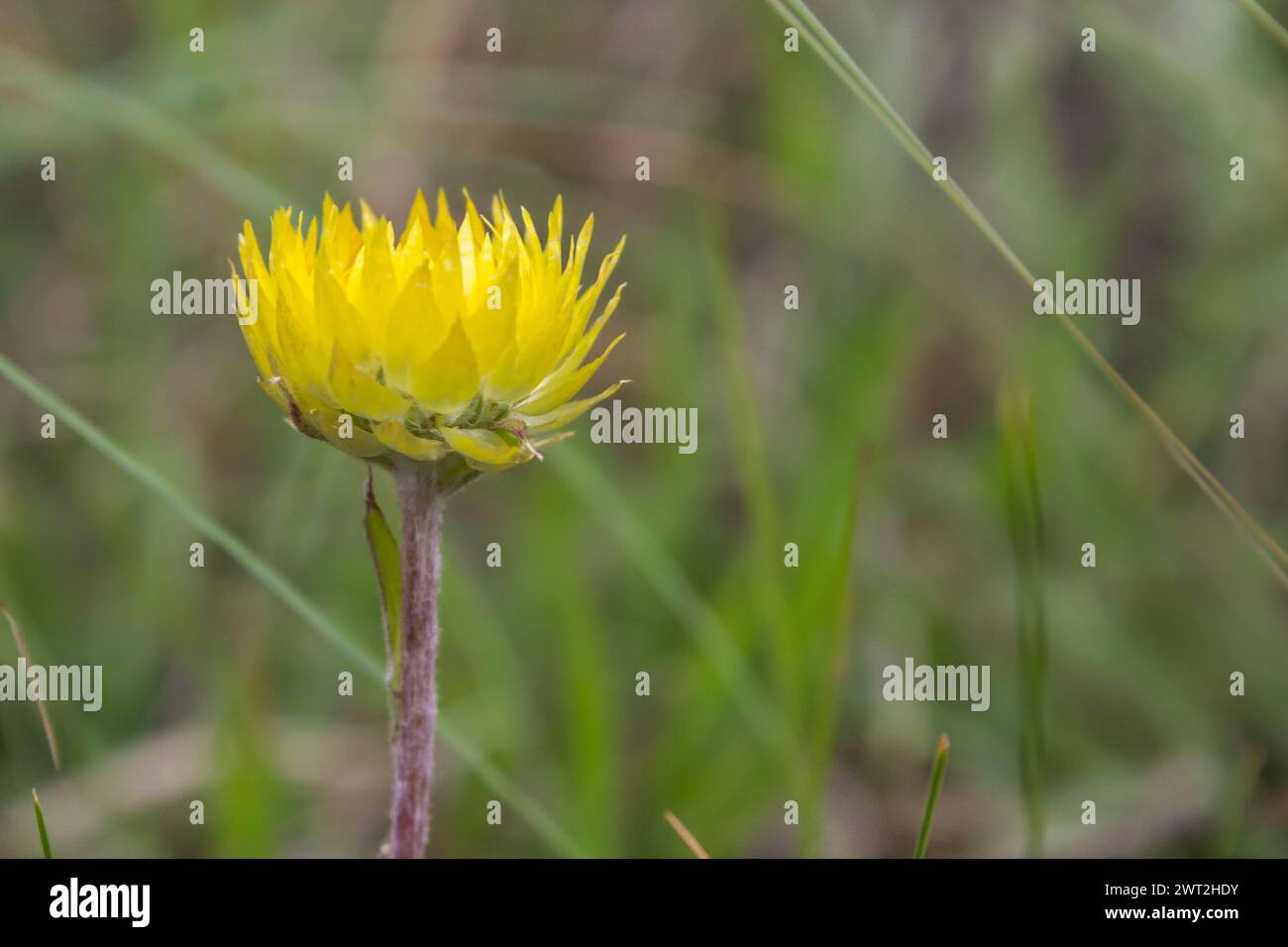 Side view of a single flower of a yellow Helichrysum, Helichrysum cooperi Stock Photo