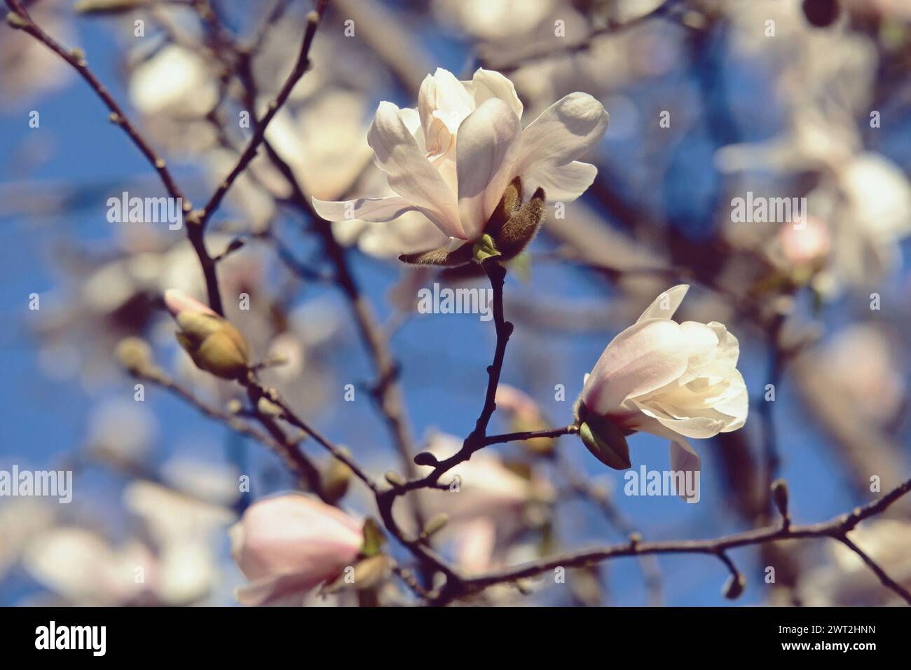 star magnolia, plant in blooming, detail of the flowers,  Magnolia stellata, Magnoliaceae Stock Photo