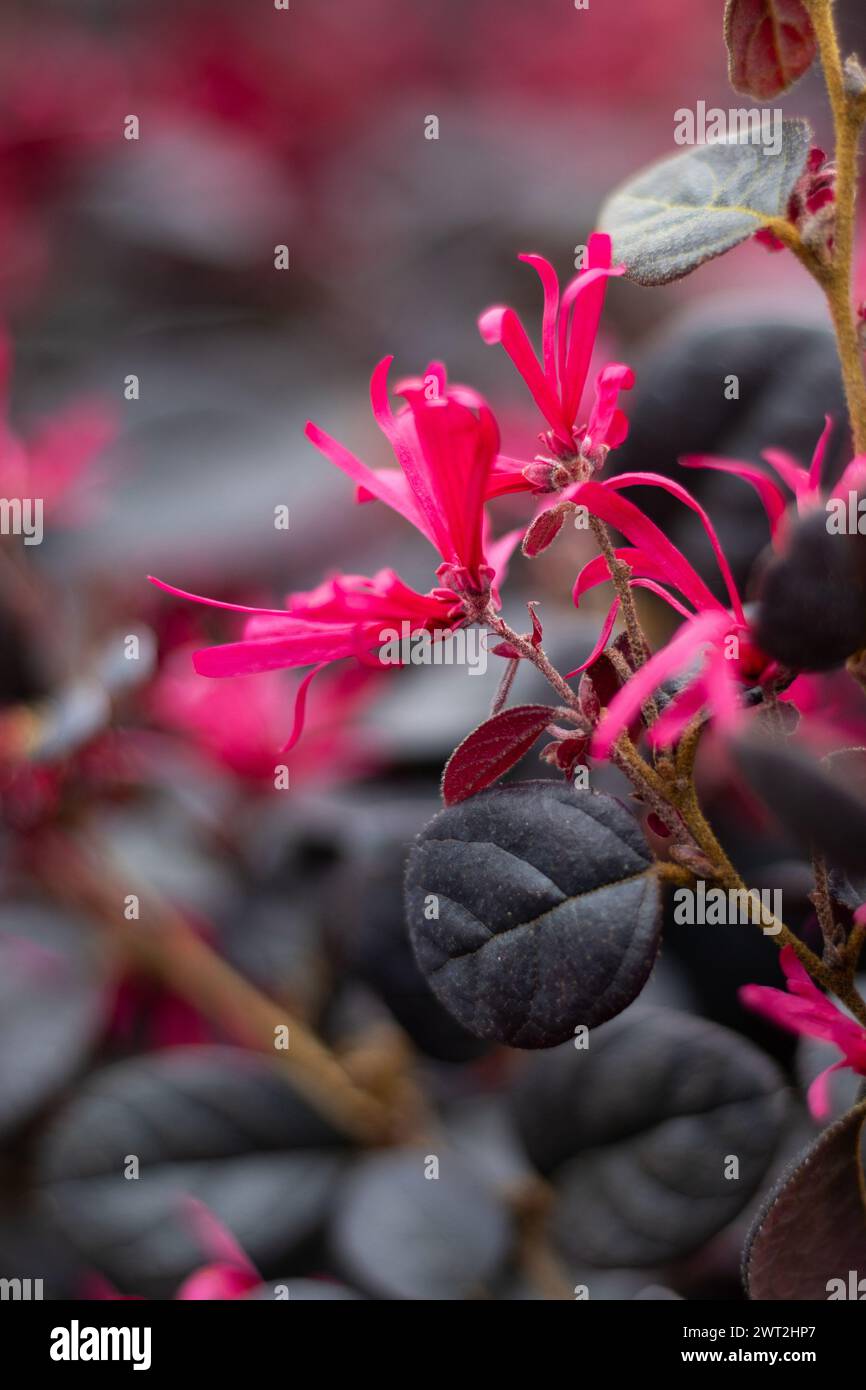 Close up of the beautiful bright pink flowers of Loropetalum chinense Black Pearl also known as L.c. rubrum'Black Pearl'. It is a semi-evergreen shrub Stock Photo