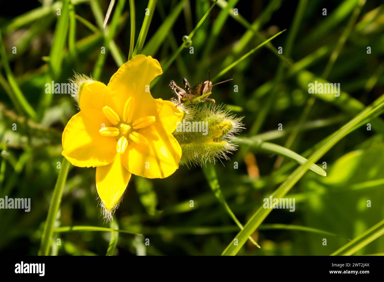 The Beautiful large yellow flowers of a Star flower, Hypoxis hemerocallidea, Stock Photo