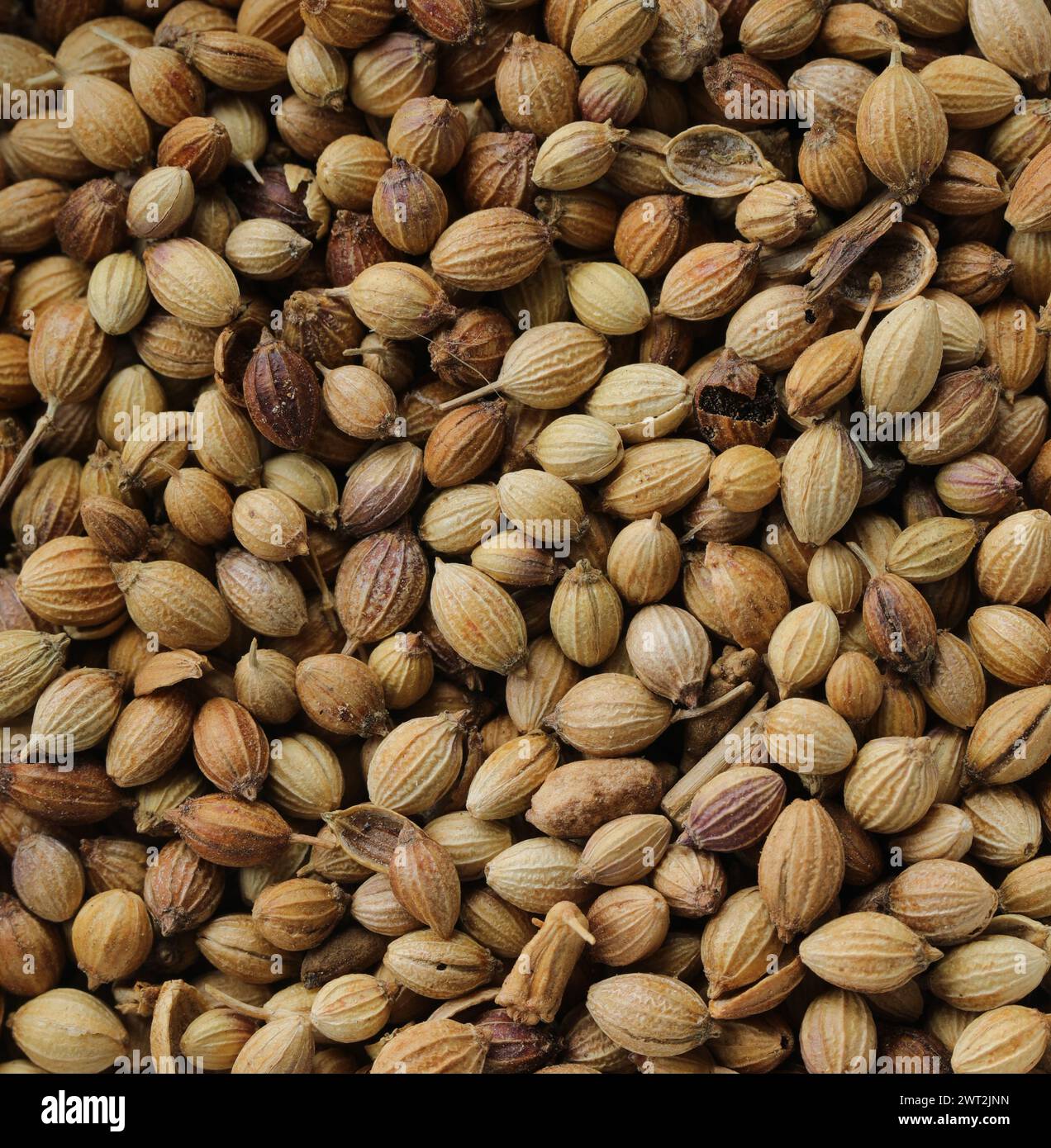 Coriander Seeds - Macro - Close Up Stock Photo