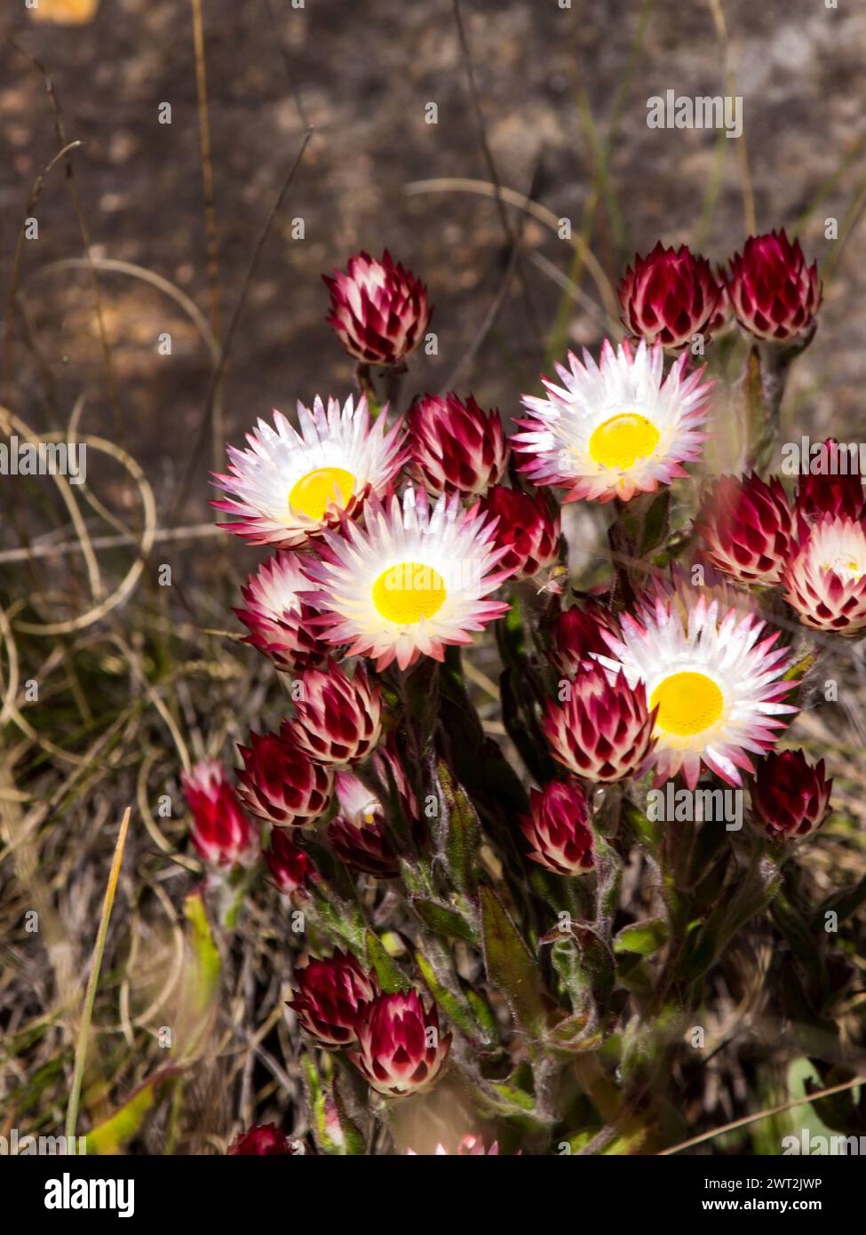 White and rose coloured Helichrysum flowers and flower buds, locally known as sewejaarjies Stock Photo