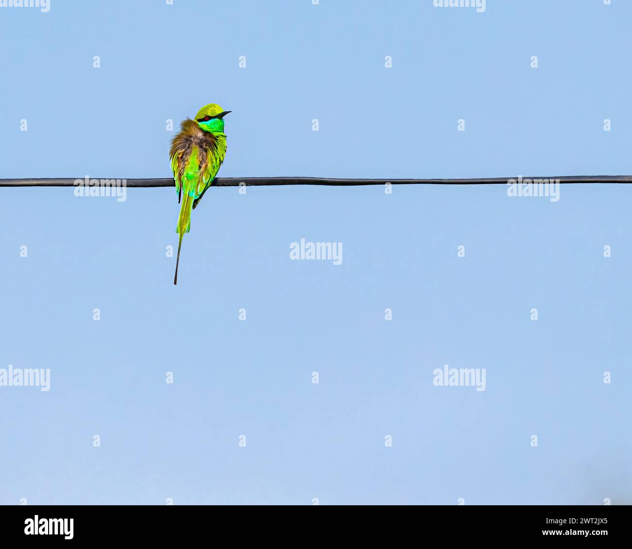 A green bee eater sitting on a wire Stock Photo