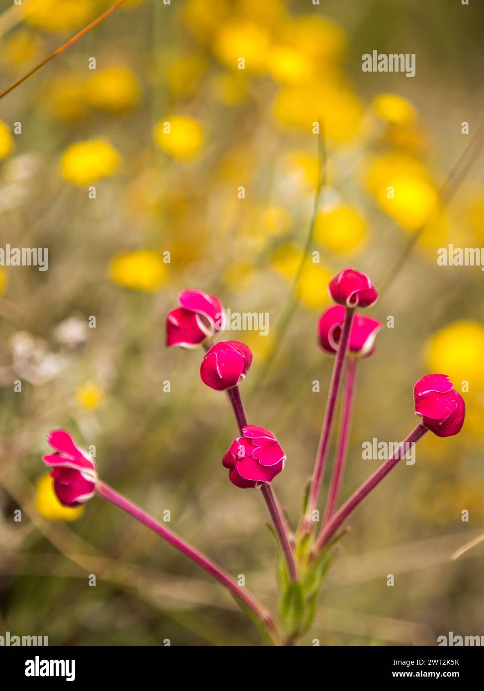 The closed pink flower buds of the strangely shaped Zaluzianskya microsiphon, against a yellow background of wildflowers Stock Photo