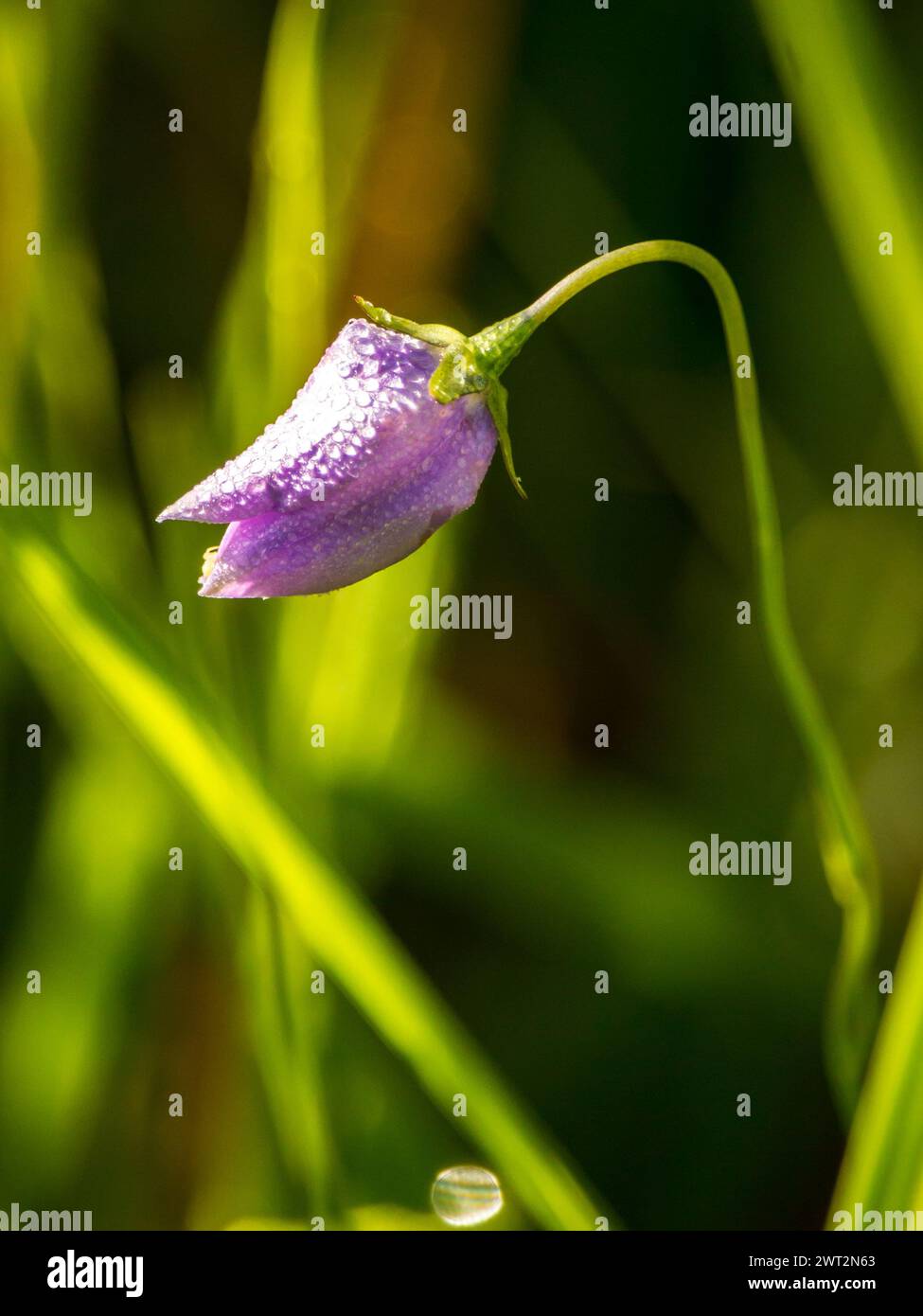 Delicate purple flower bud covered in dew drops, growing in a meadow in the Drakensberg Mountains Stock Photo