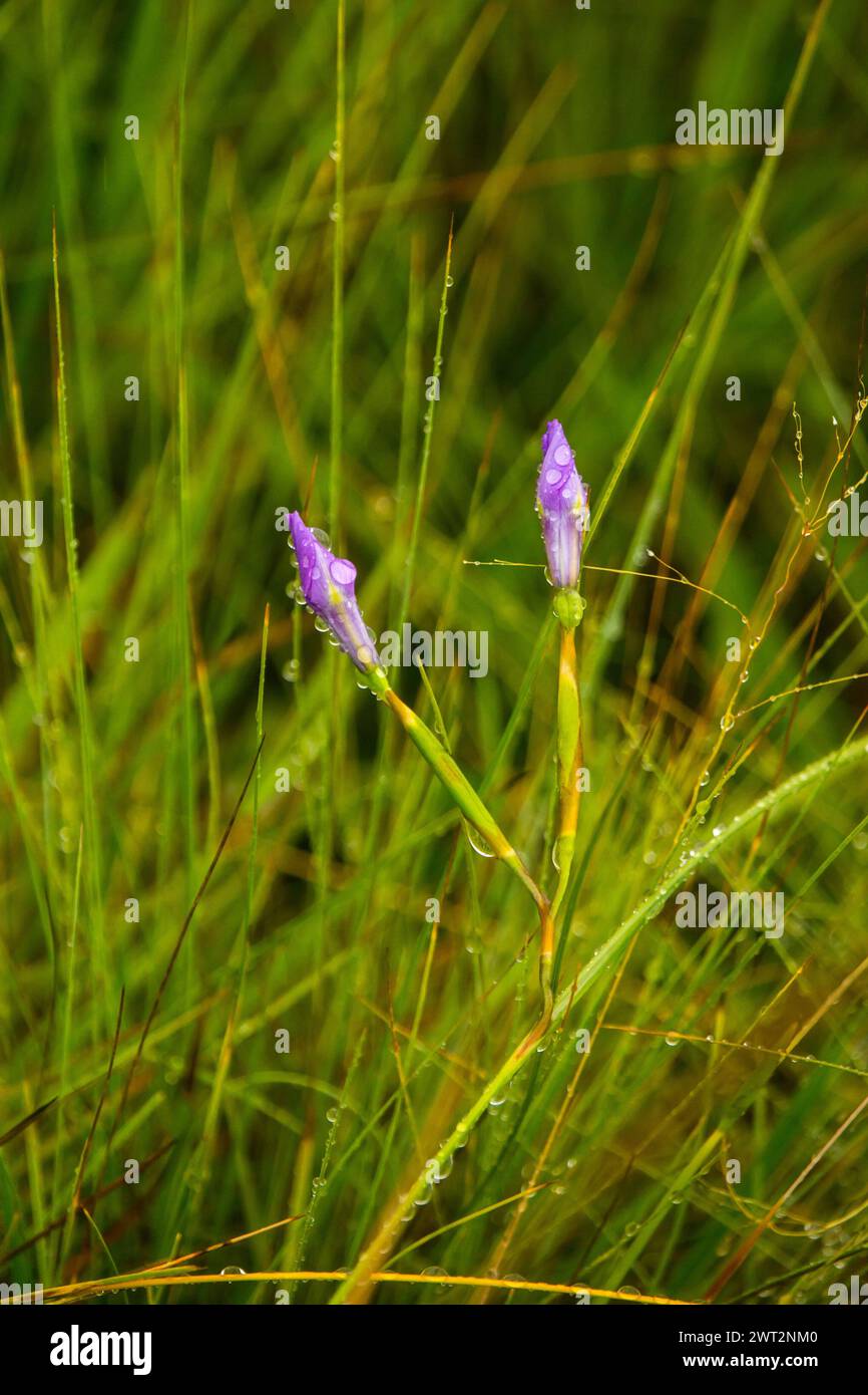 The small purple flower buds of a wild iris, covered in dewdrops in the grasses of the Drakensberg Mountains of South Africa Stock Photo