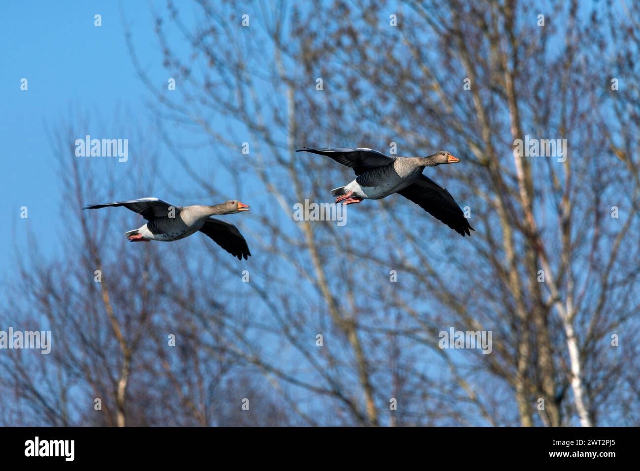 Greylag geese flying, selective focus Stock Photo
