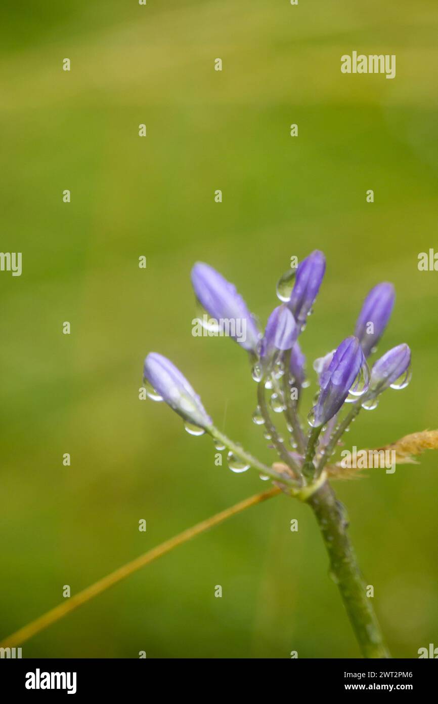Small agapanthus flower covered in water drops Stock Photo