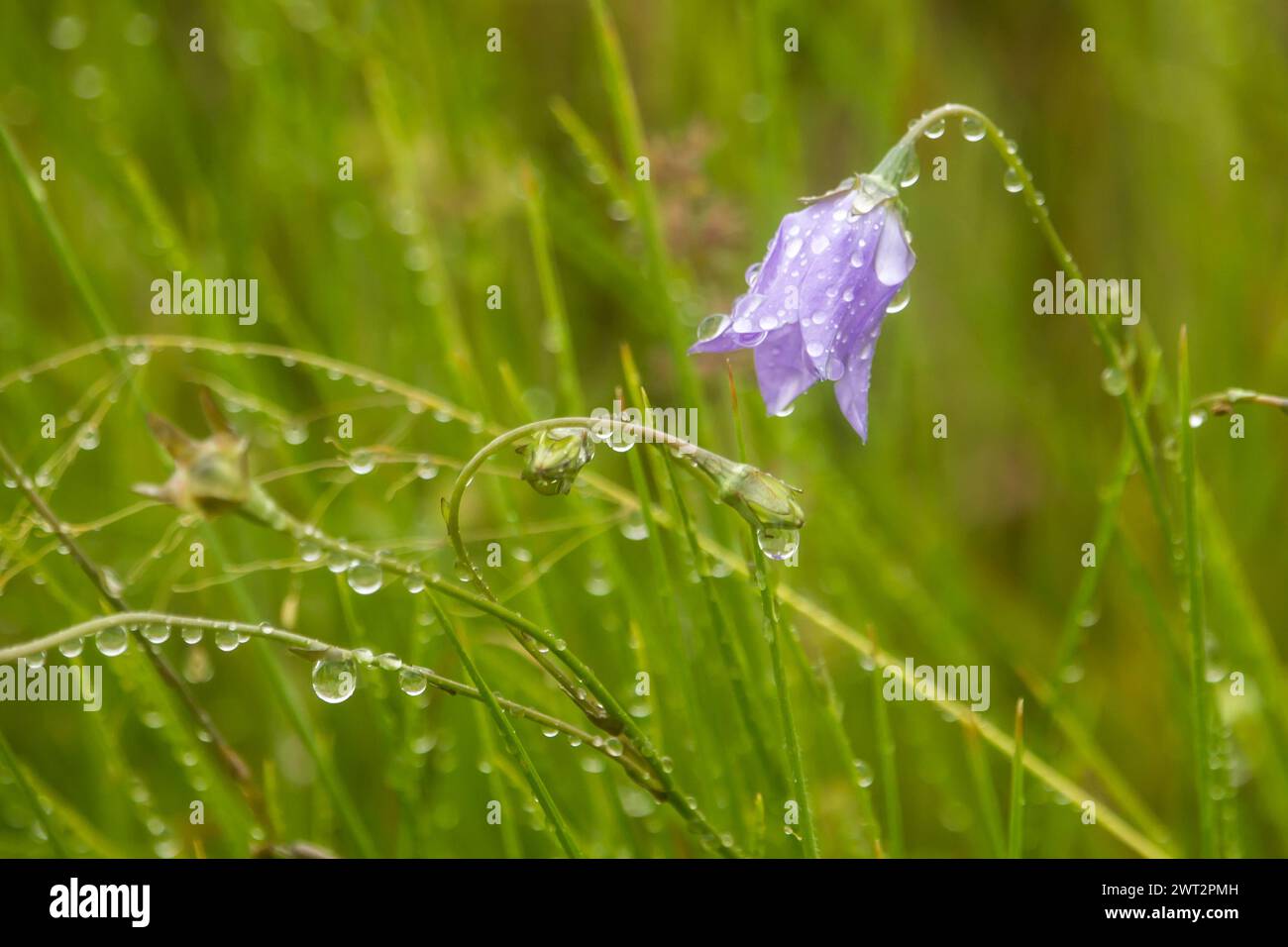 A delicate lilac-blue African bluebell, enbergia undulata, covered in waterdrops, in the grasslands of the Drakensberg Mountains. Stock Photo