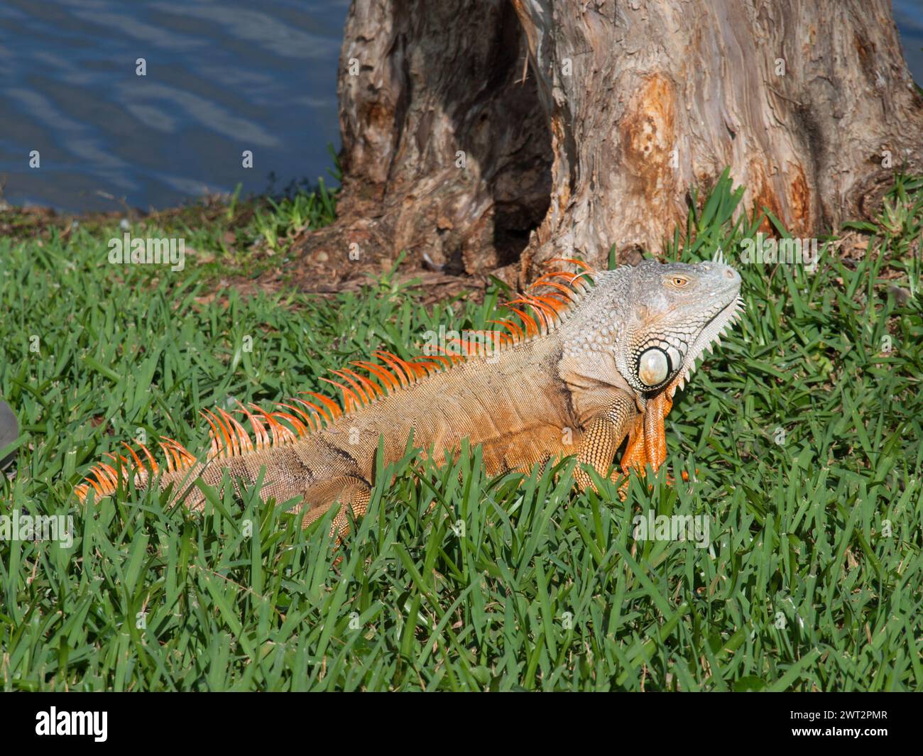 Green iguana or American iguana (Iguana iguana) taking sun. Invasive species in the United States. Stock Photo